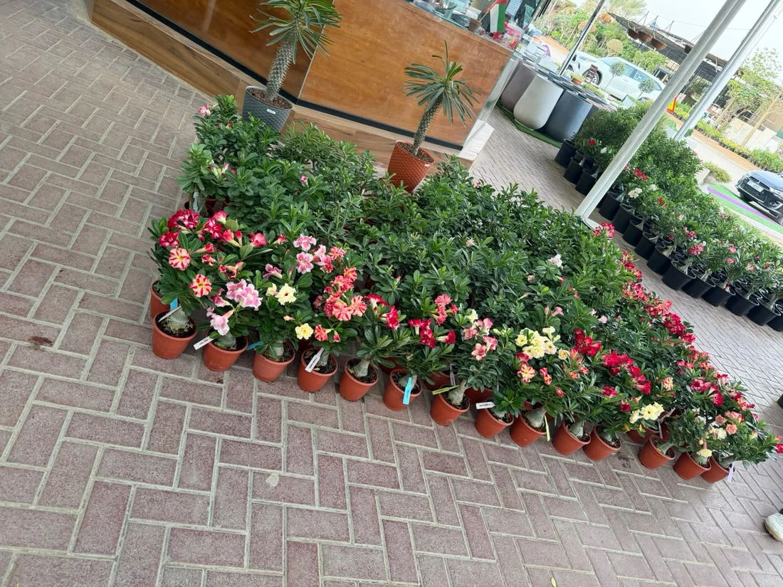Business photo of flowering plants display