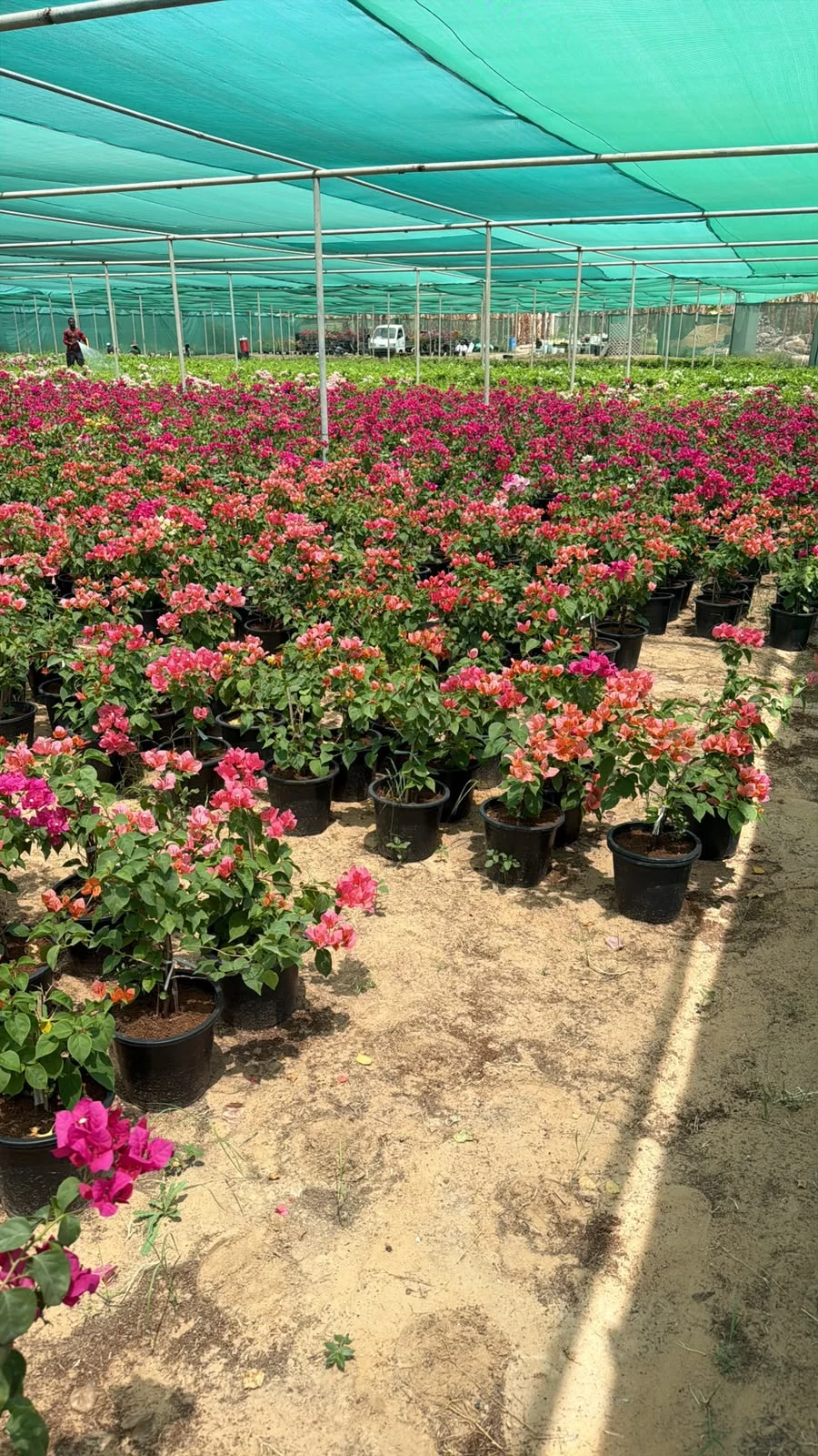 Springview nursery flowering plants